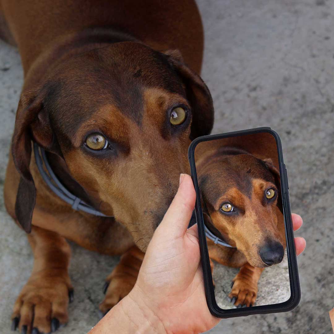 MIss WeinerVerse Dog Magazine Bone, sausage dog posing for photo