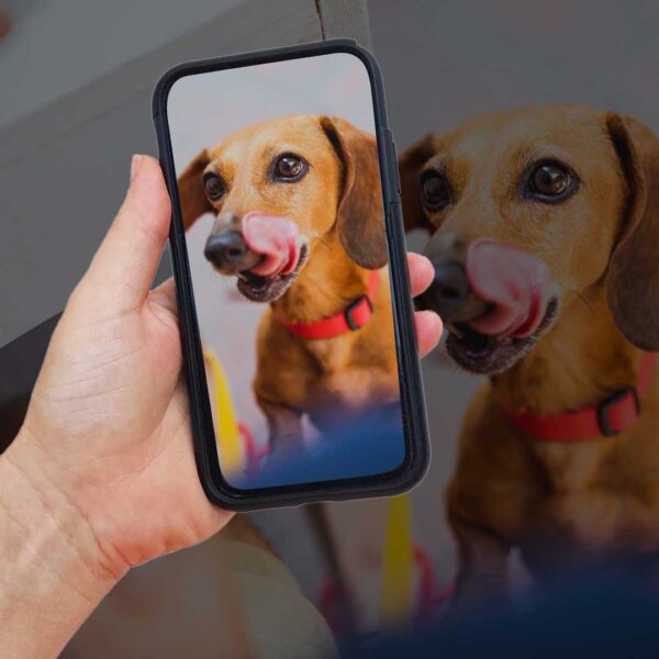 MIss WeinerVerse Dog Magazine Food & Weiner photo pose