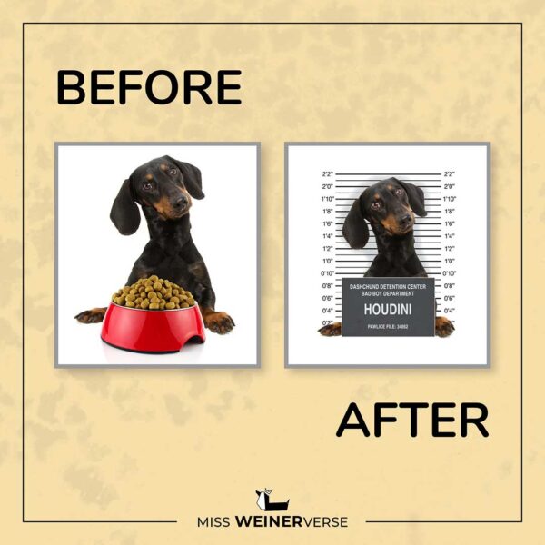 Miss WeinerVerse Info Bad Dog Mutt Shot before and after