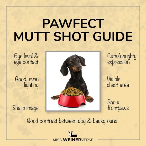 Miss WeinerVerse Info Perfect Mutt Shot Photo Guide